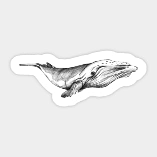 whale T-Shirt Sticker